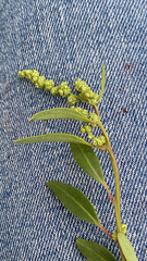 Atripliceae