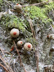 Calostoma ravenelii