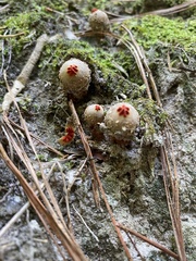 Calostoma ravenelii