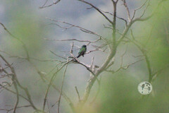 Colibri thalassinus
