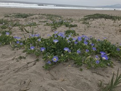 Nolana paradoxa