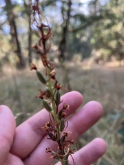 Asparagales