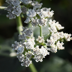 Parthenium integrifolium