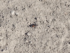 Dasymutilla texanella