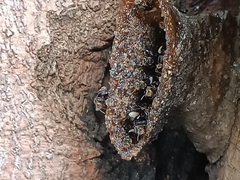 Homotrigona apicalis