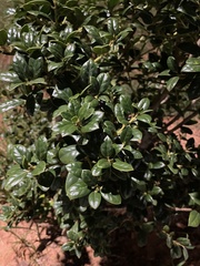 Ilex crenata