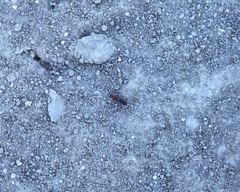 Dasymutilla texanella