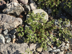 Euphorbia setiloba