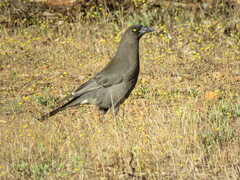 Strepera versicolor plumbea