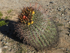 Ferocactus wislizeni