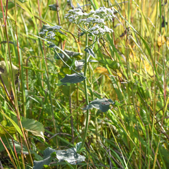 Parthenium integrifolium