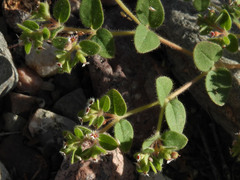 Euphorbia setiloba
