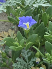 Nolana paradoxa