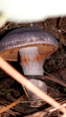 Cortinarius traganus