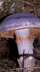 Cortinarius traganus