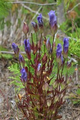Gentianopsis crinita