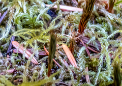 Polytrichum strictum