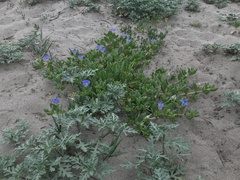 Nolana paradoxa