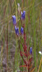 Gentianopsis crinita