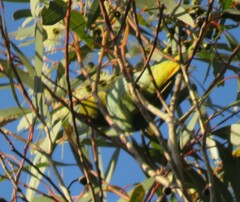 Parvipsitta porphyrocephala