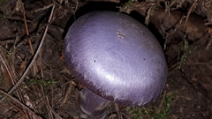 Cortinarius traganus
