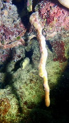 Hyattella cavernosa
