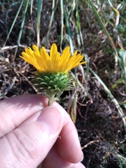 Grindelia ciliata