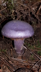 Cortinarius traganus