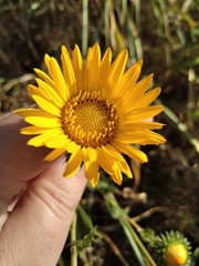 Grindelia ciliata