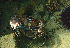 Nectocarcinus integrifrons