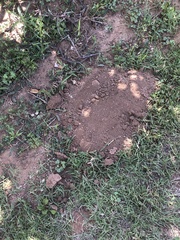 Thomomyini