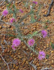 Melaleuca nesophila