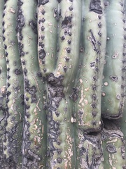Carnegiea gigantea