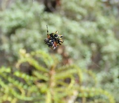 Austracantha minax
