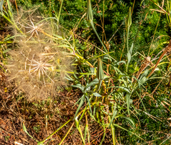 Tragopogon dubius