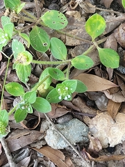 Richardia brasiliensis