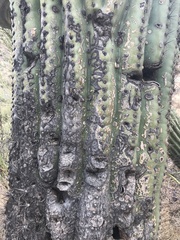 Carnegiea gigantea