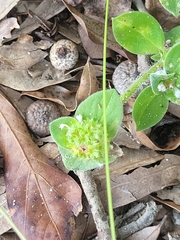 Richardia brasiliensis