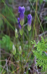 Gentianopsis crinita