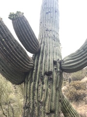 Carnegiea gigantea