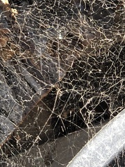 Frontinella pyramitela