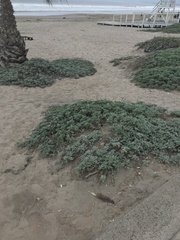 Ambrosia chamissonis