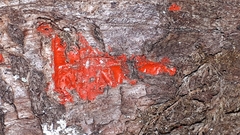 Tulasnella aurantiaca