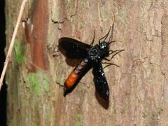 Urocerus cressoni