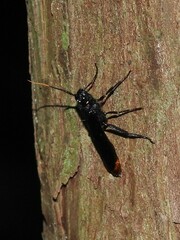 Urocerus cressoni
