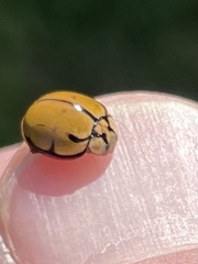 Harmonia testudinaria