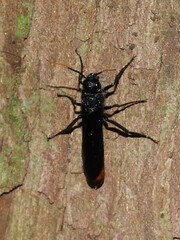 Urocerus cressoni