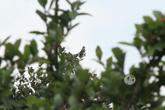 Ptiliogonys cinereus