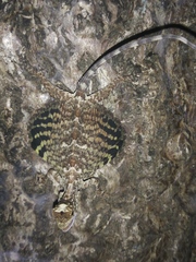 Draco volans