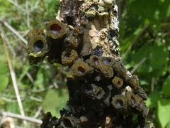 Leptogium phyllocarpum